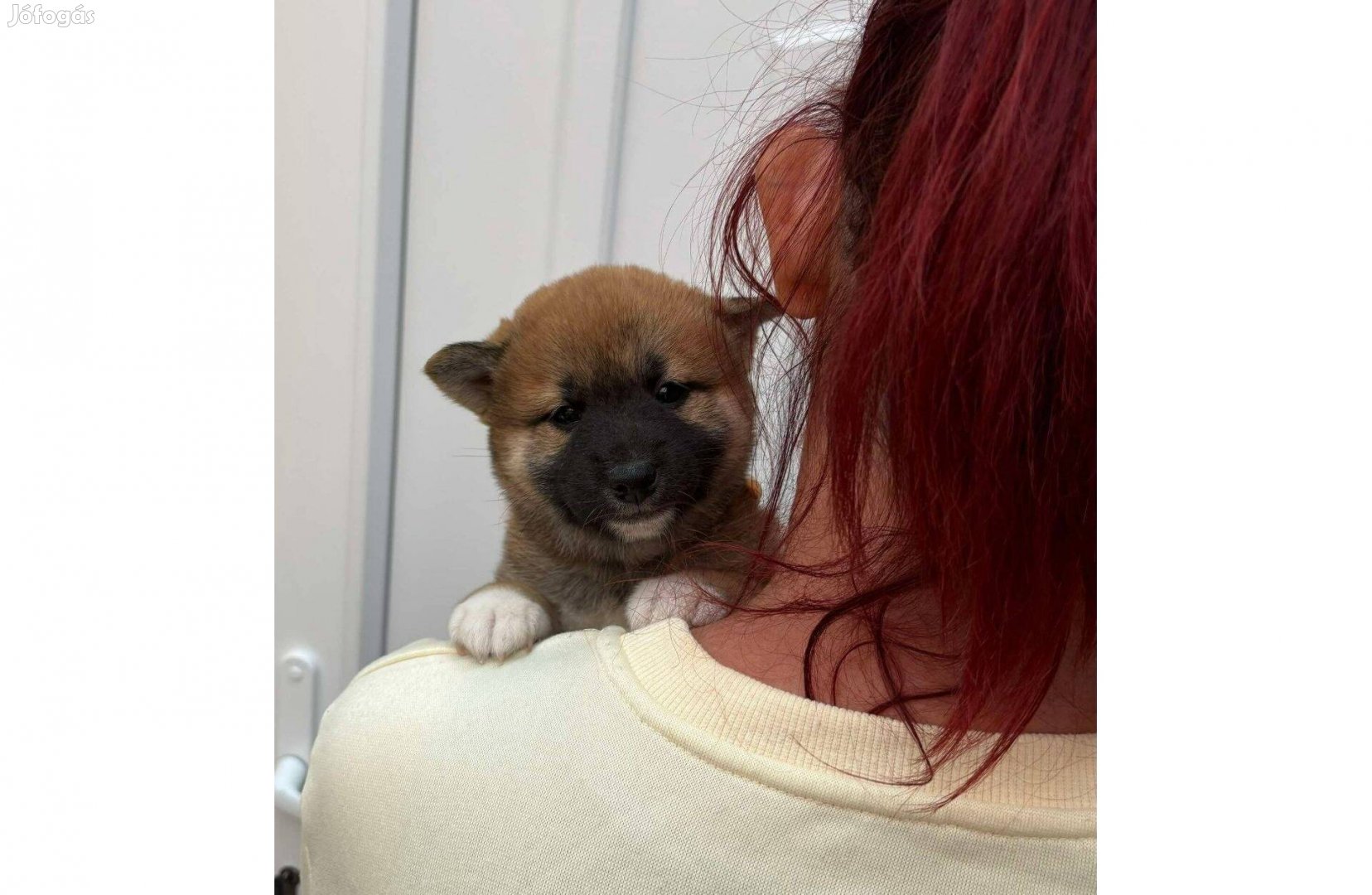 Shiba inu macis vörös kislány