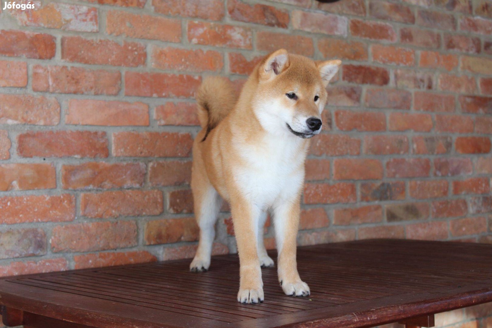 Shiba kiskutya eladó