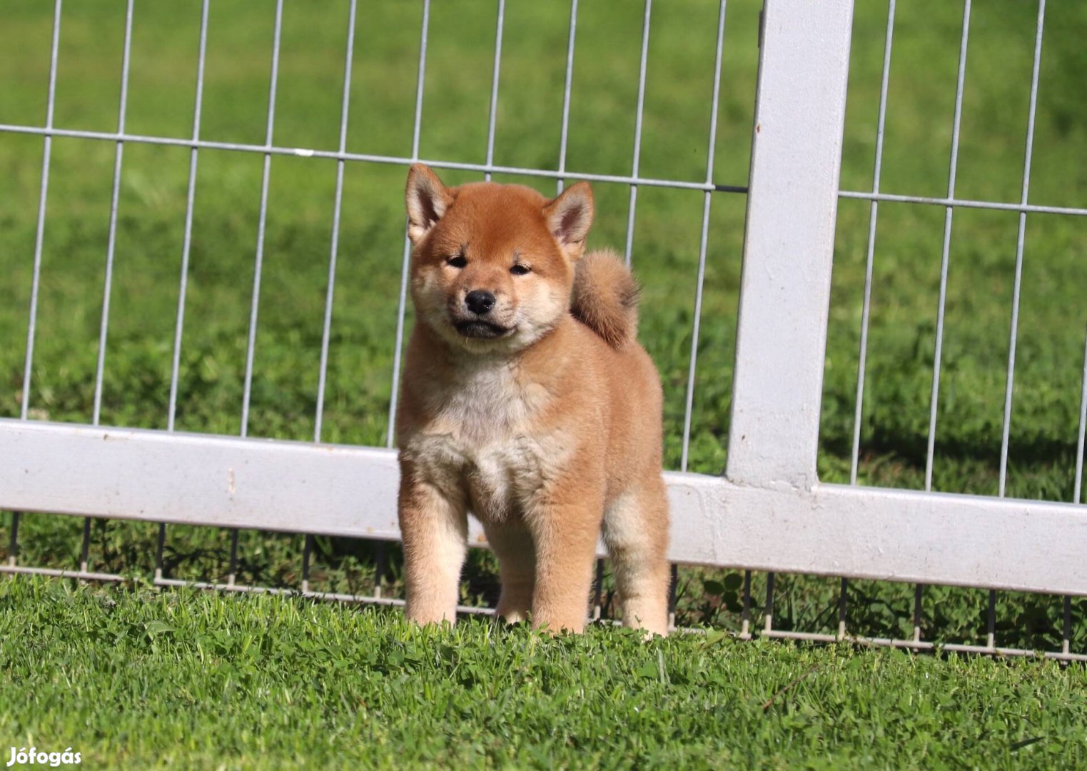 Shiba vörös kan kiskutya törzskönyvvel