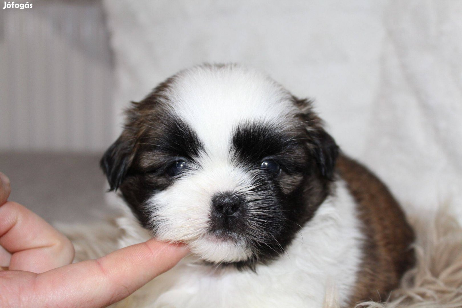 Shih-tzu kiskutyák