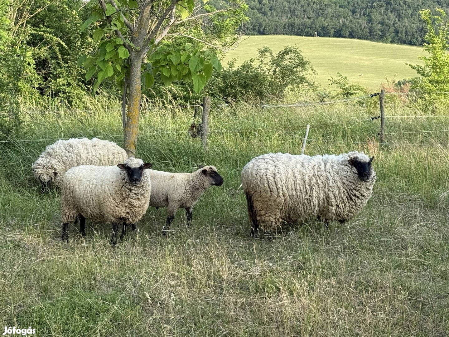 Shropshire anyajuhok
