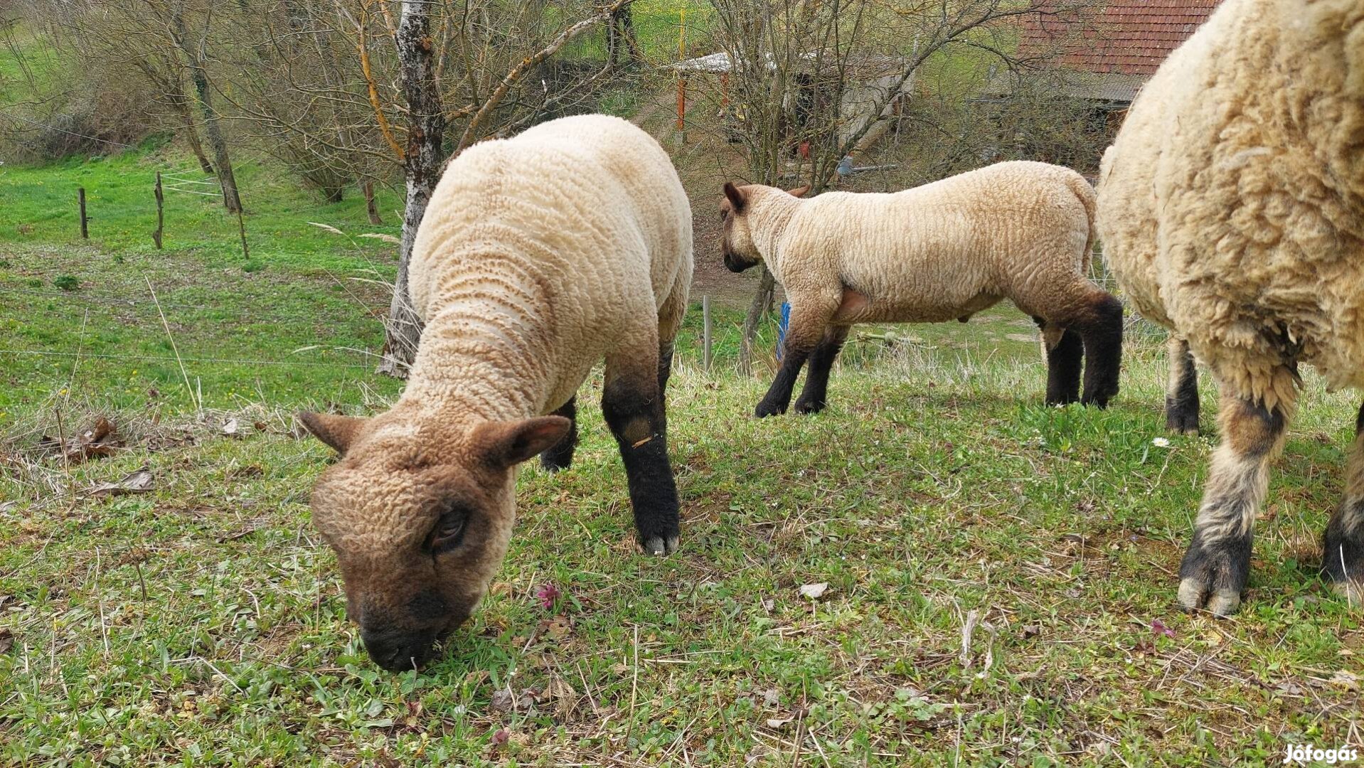 Shropshire kos bárány