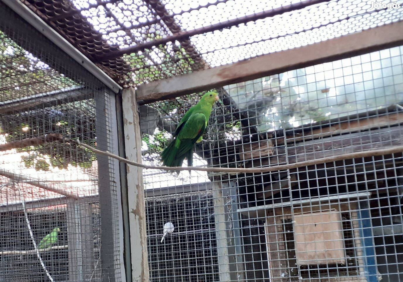 Skarlátszárnyú papagáj