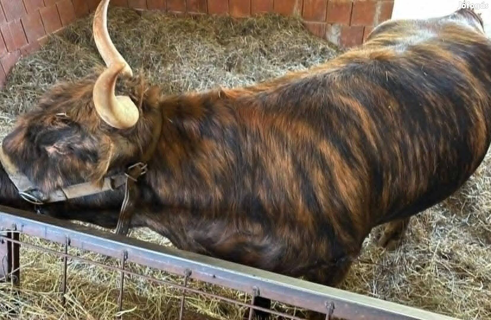 Skót felföldi üsző