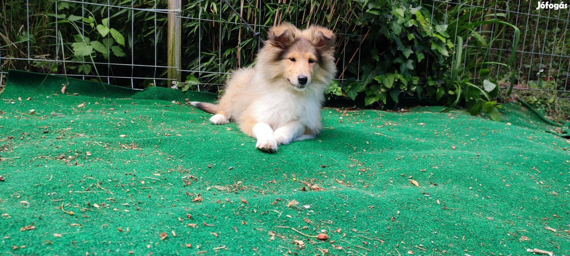 Skót juhász Collie kiskutya