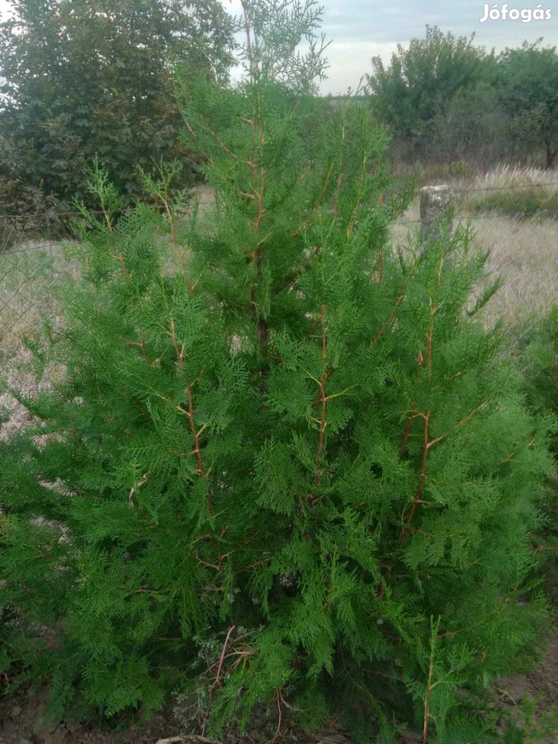 Smaragd tuja  (thuja occidentalis smaragd)