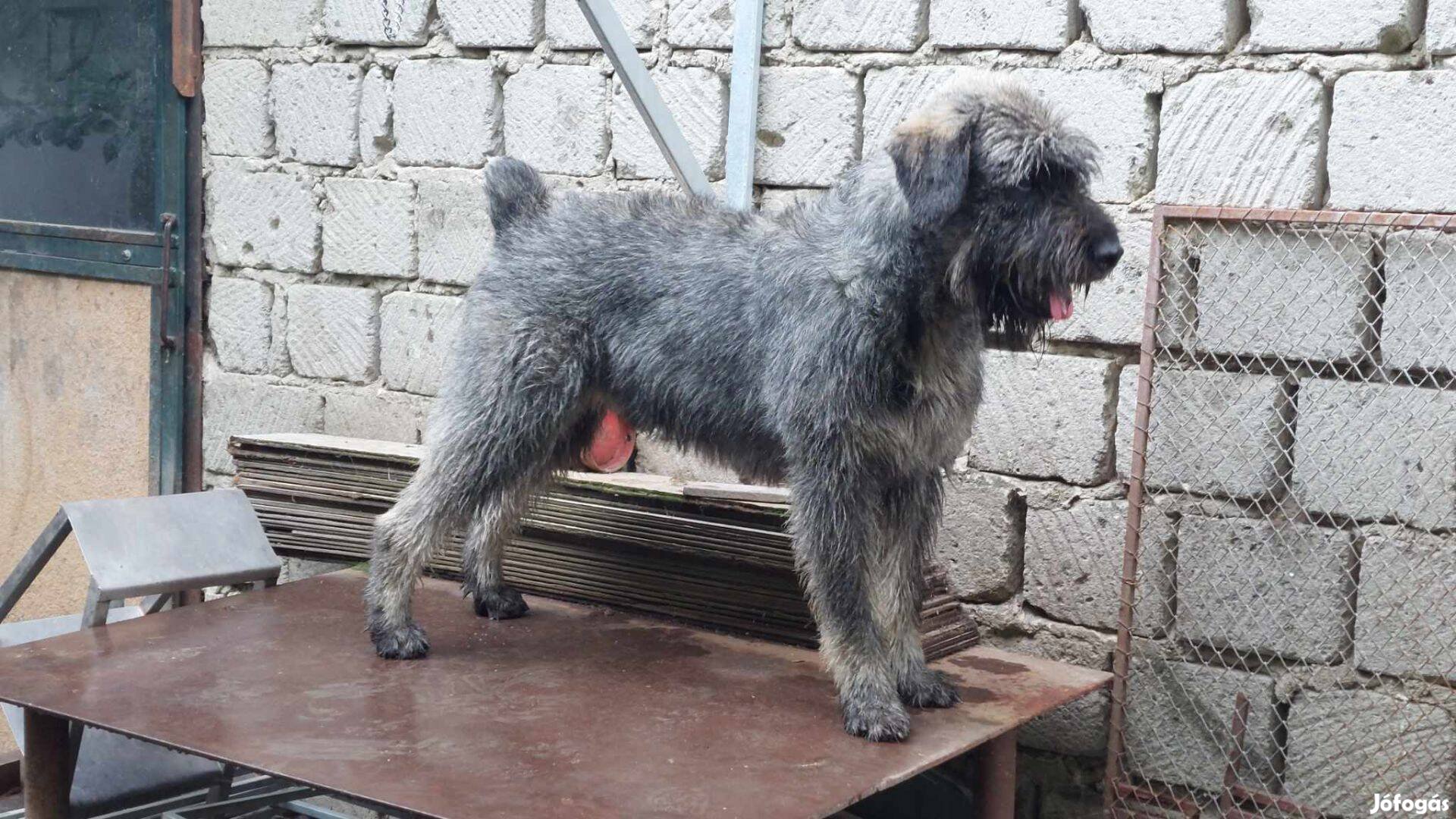 Só-bors óriás schnauzer kan