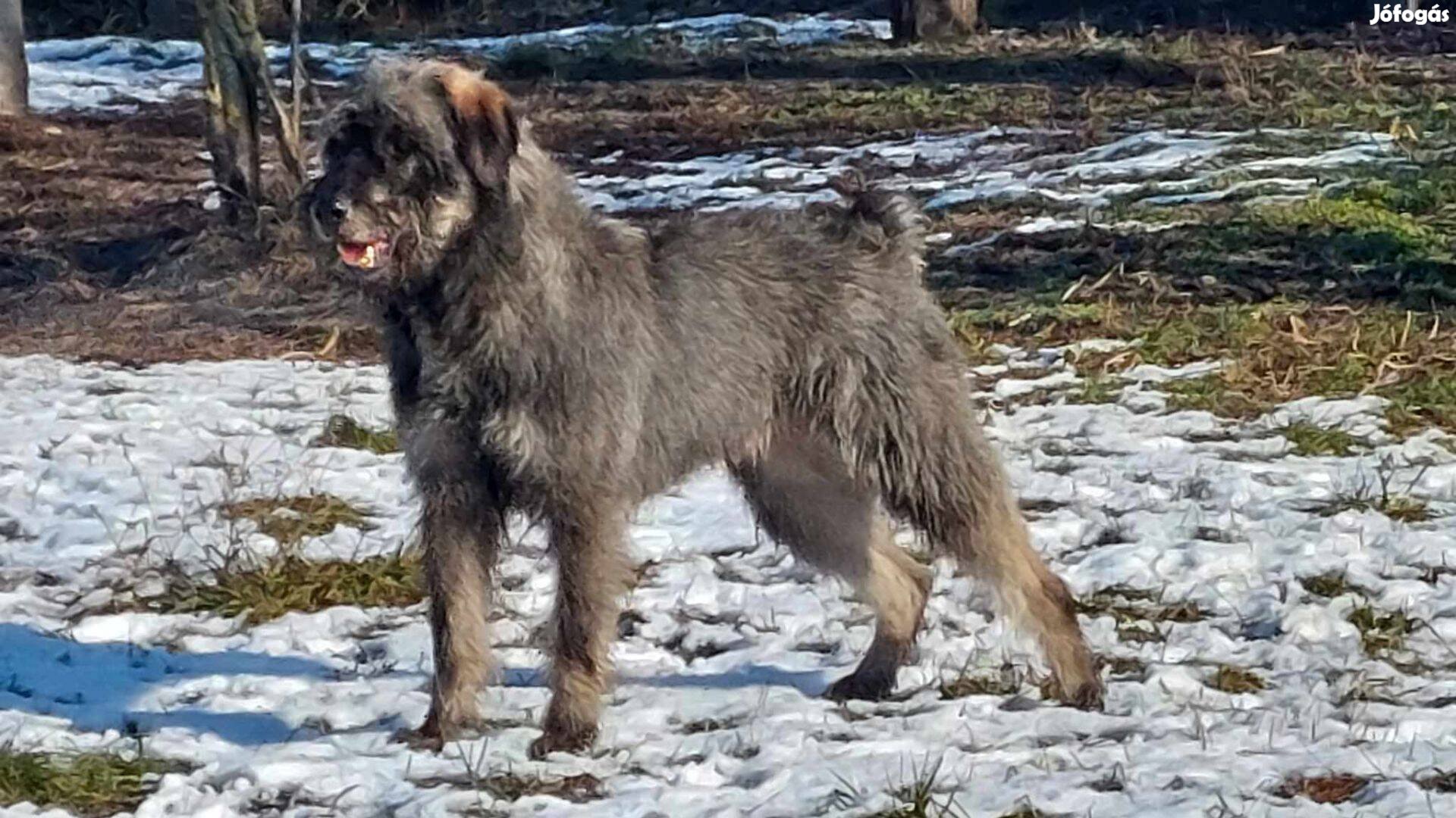 Só-bors óriás schnauzer kan