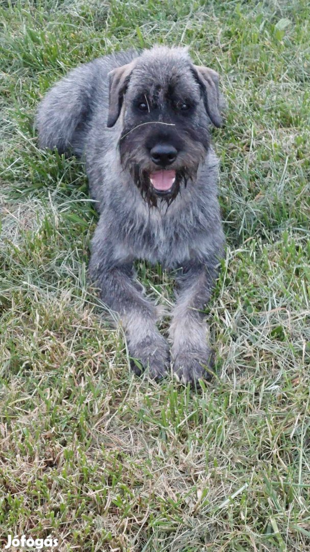 Só-bors óriás schnauzer kan