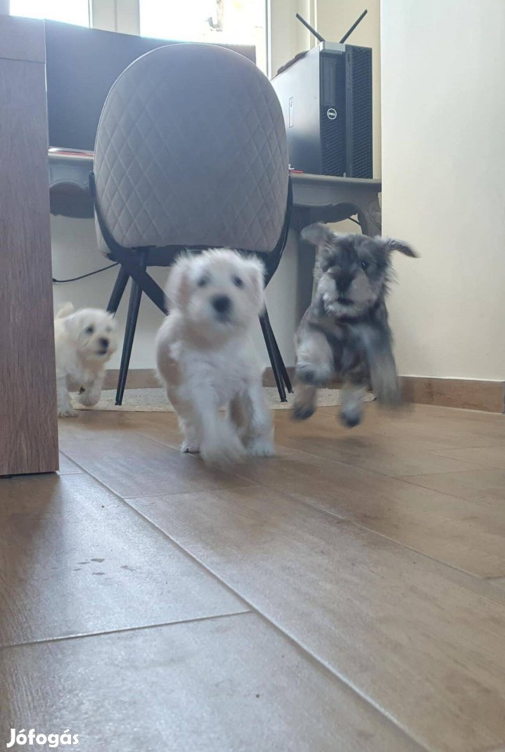 Só-bors törpe schnauzer