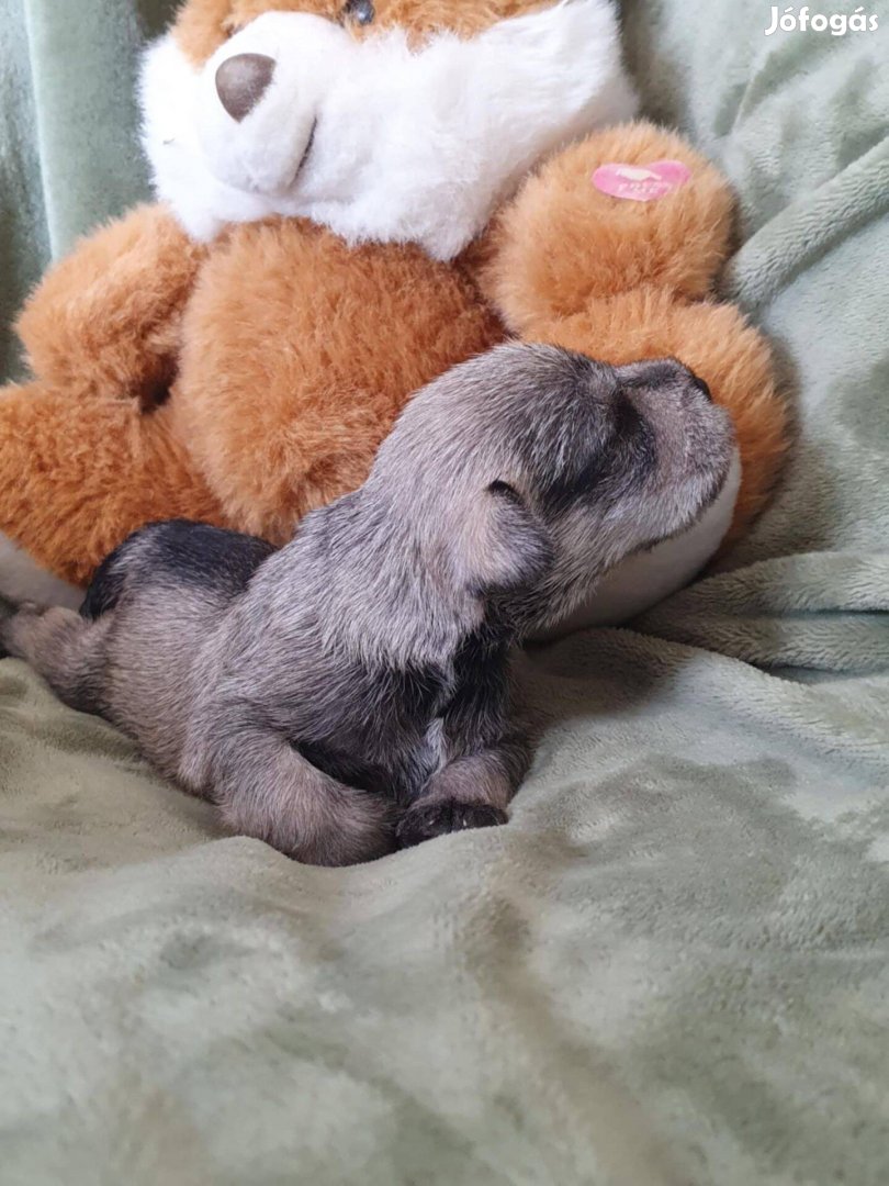Só-bors törpe schnauzer kan