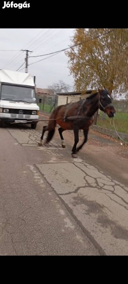 Sodrot herélt ló eladó vagy cserélhető