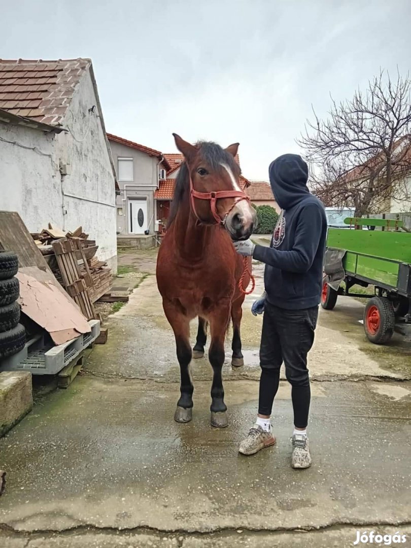 Sodrott 3 éves kanca teli csikóval eladó