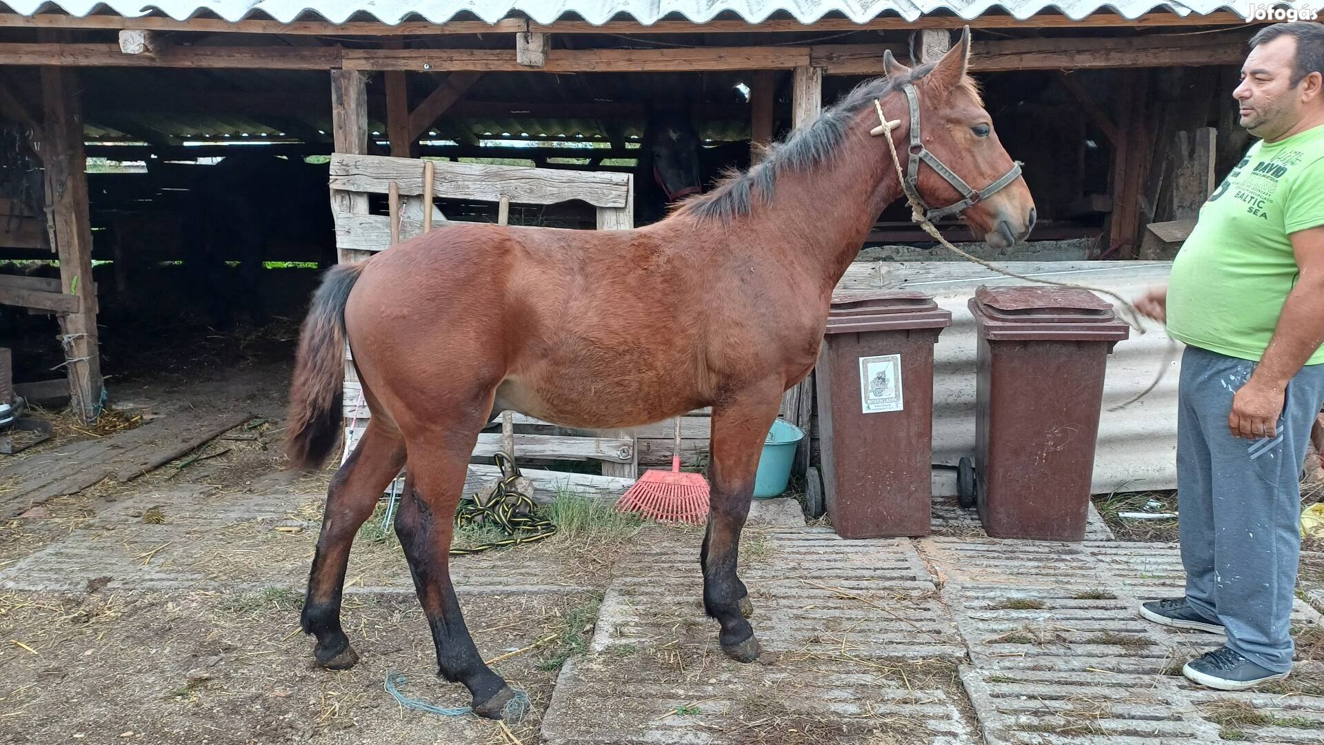 Sodrott csikó eladó 