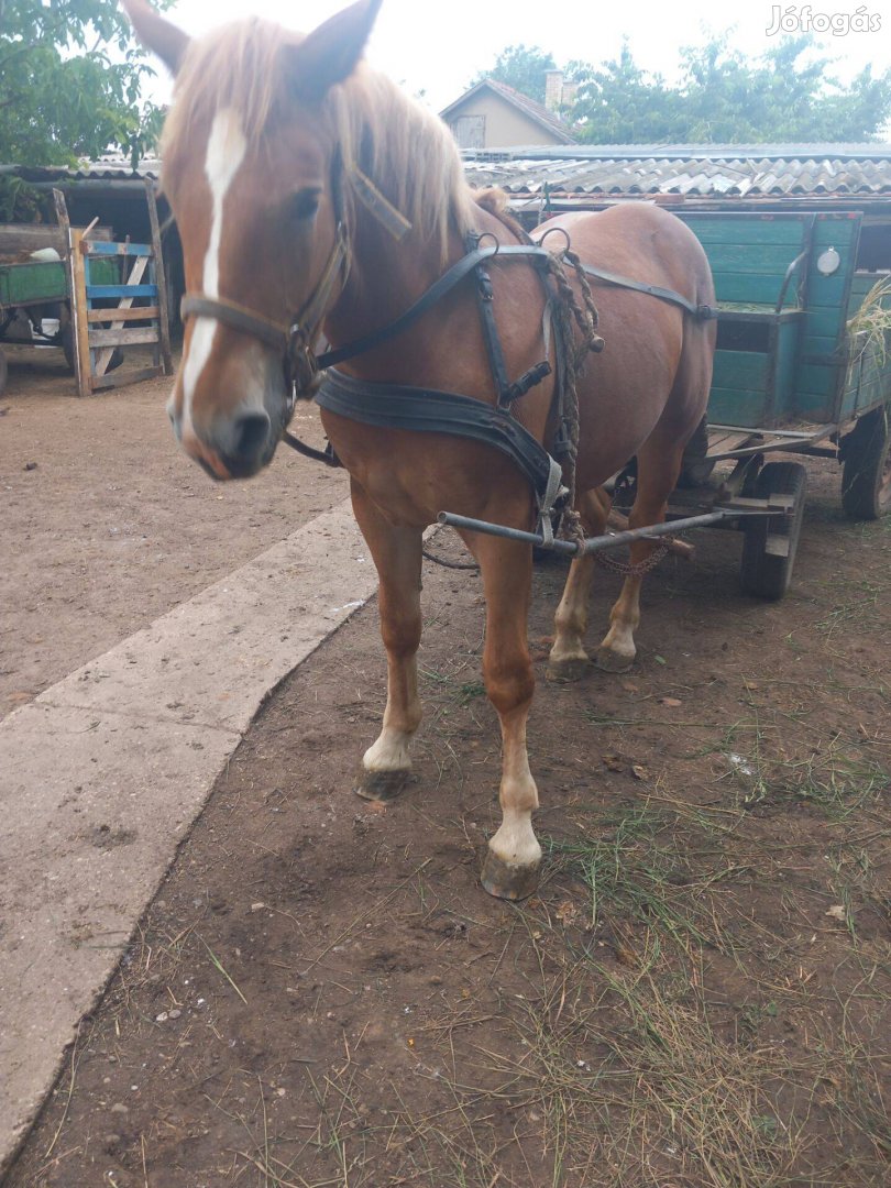 Sodrott kanca csikó