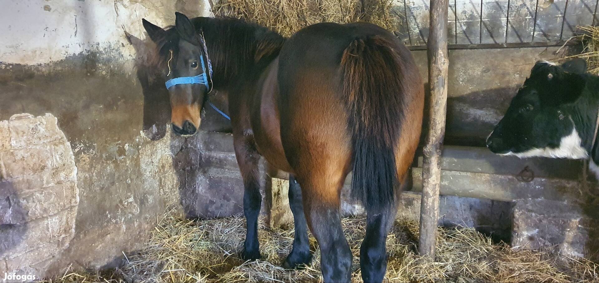 Sodrott kanca csikó eladó