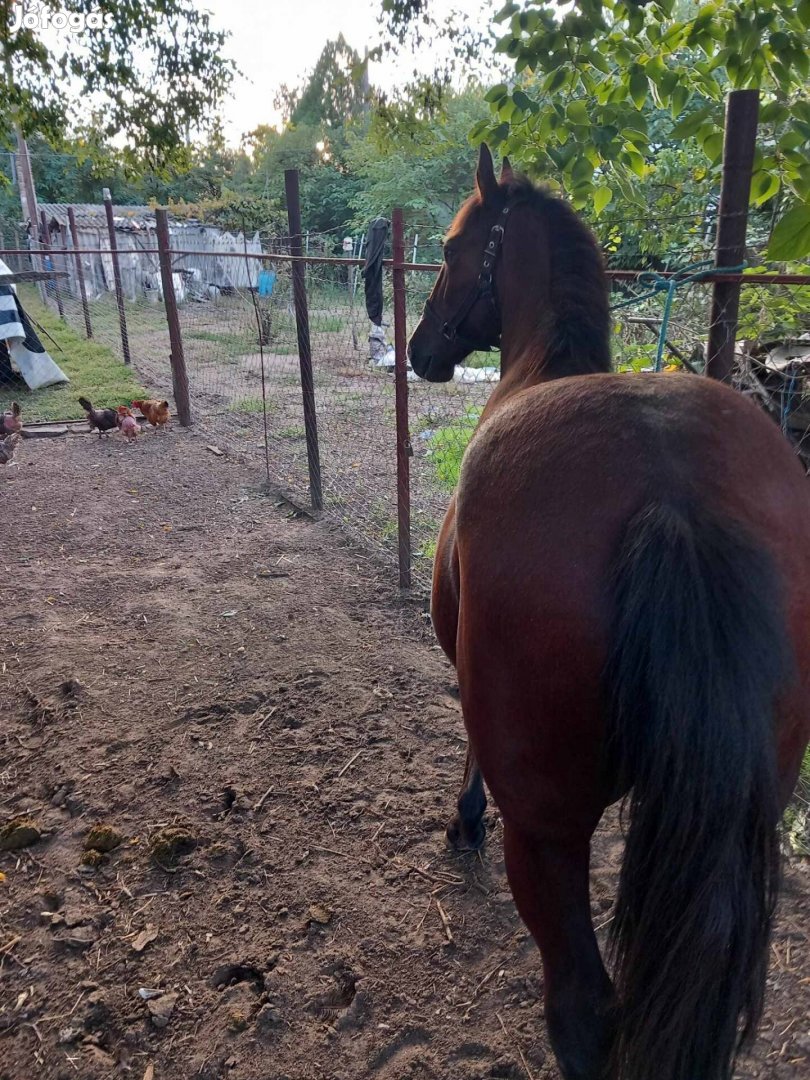 Sodrott kanca csikó elado