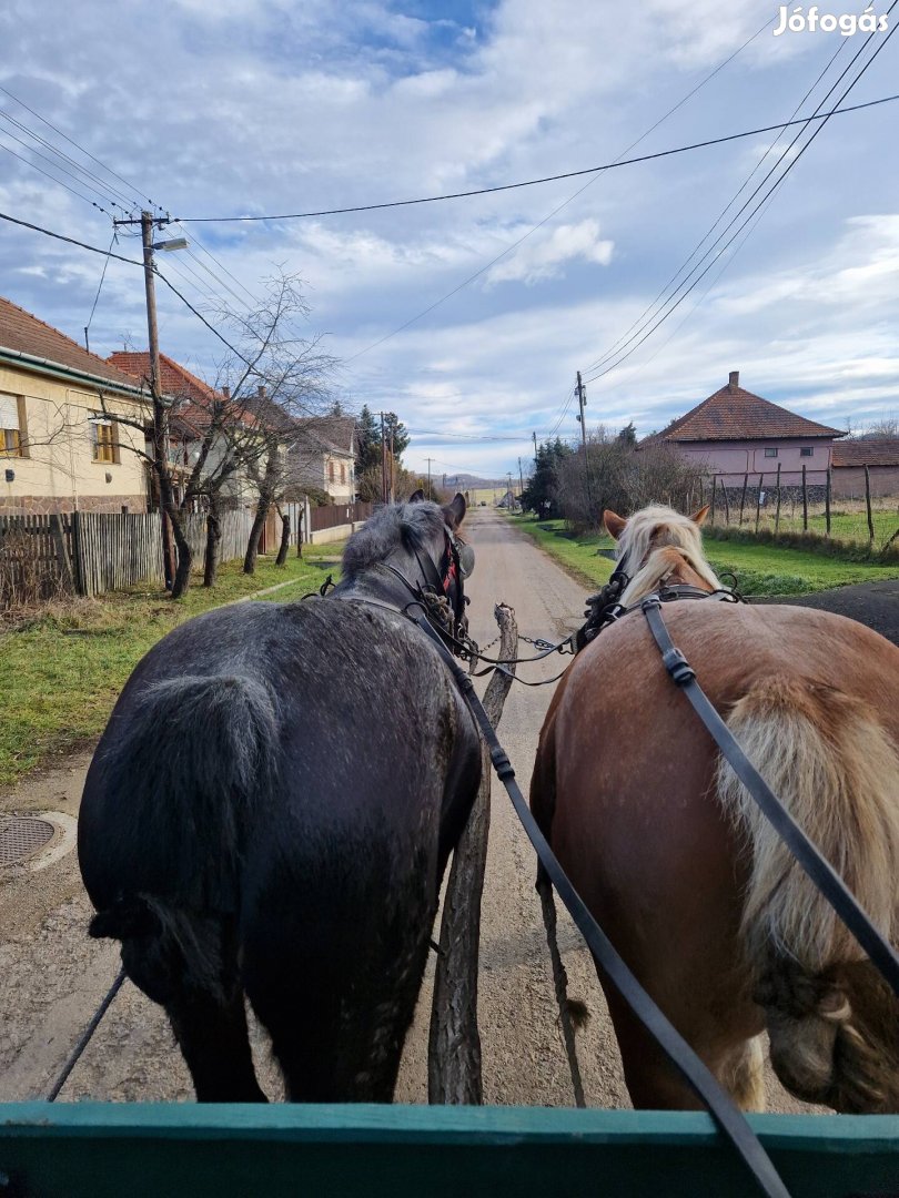 Sodrott kanca ló