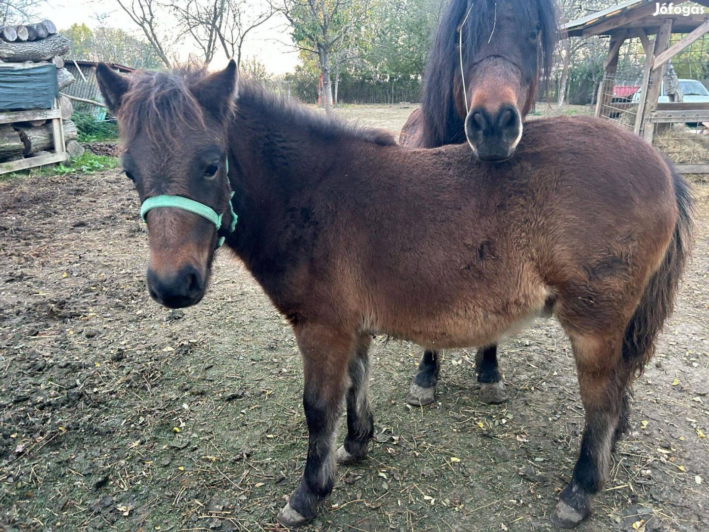 Sodrott póni mén csikó