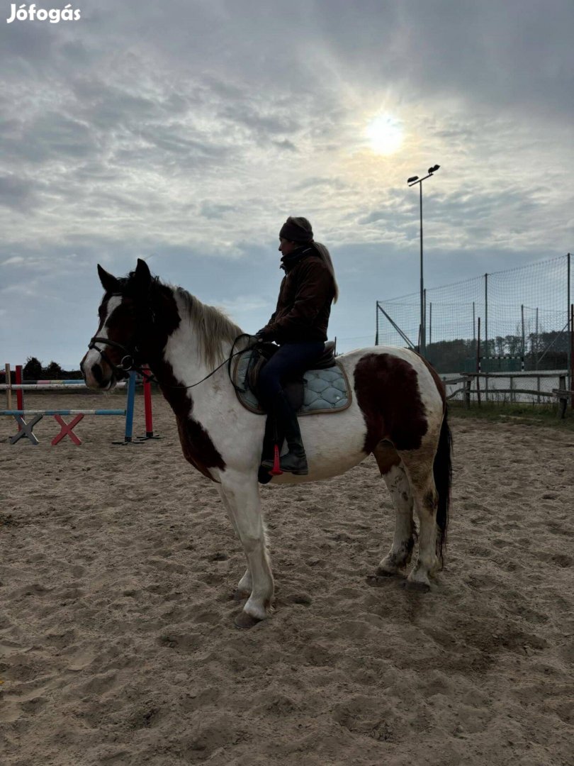 Sodrott tarka kancaló lovagolva, fogatolva