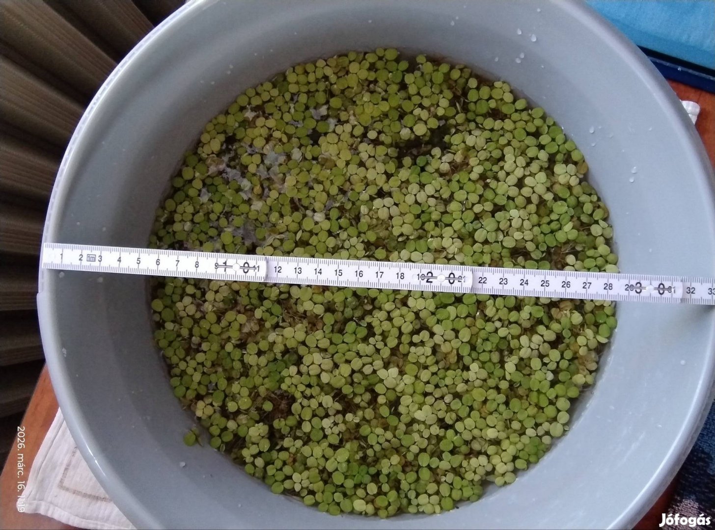 Sok vízi rucaöröm Salvinia natans akváriumi úszó növény