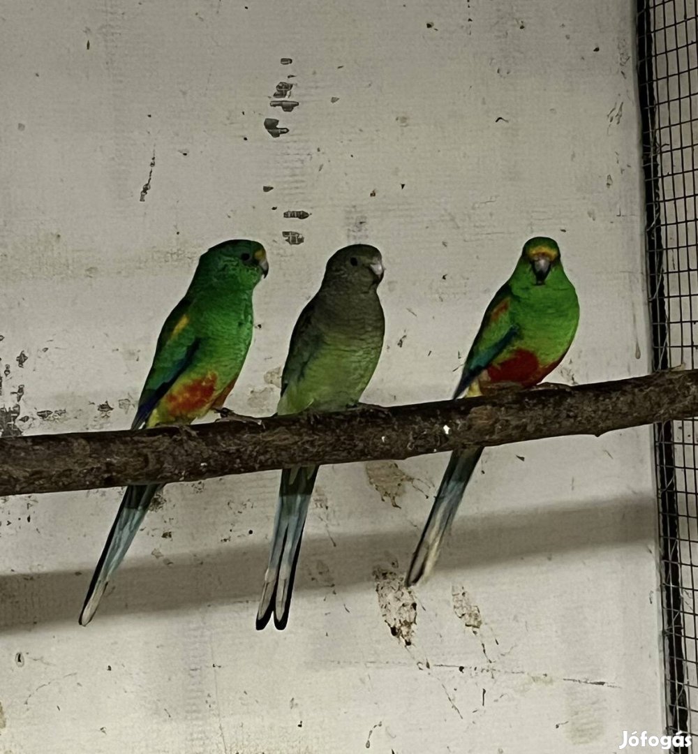 Sokszínü papagájok