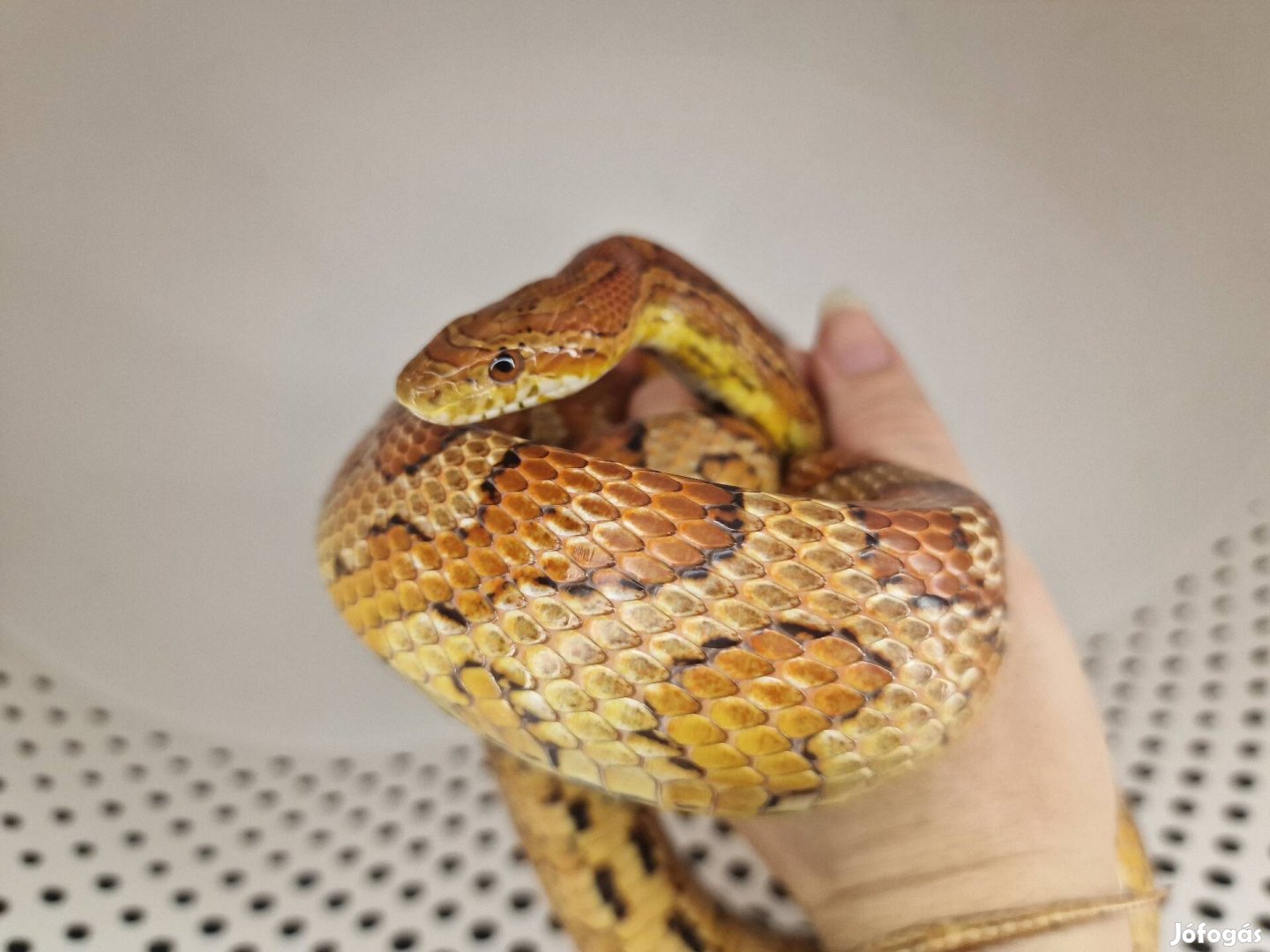 Soma 120cm hím gabonasikló