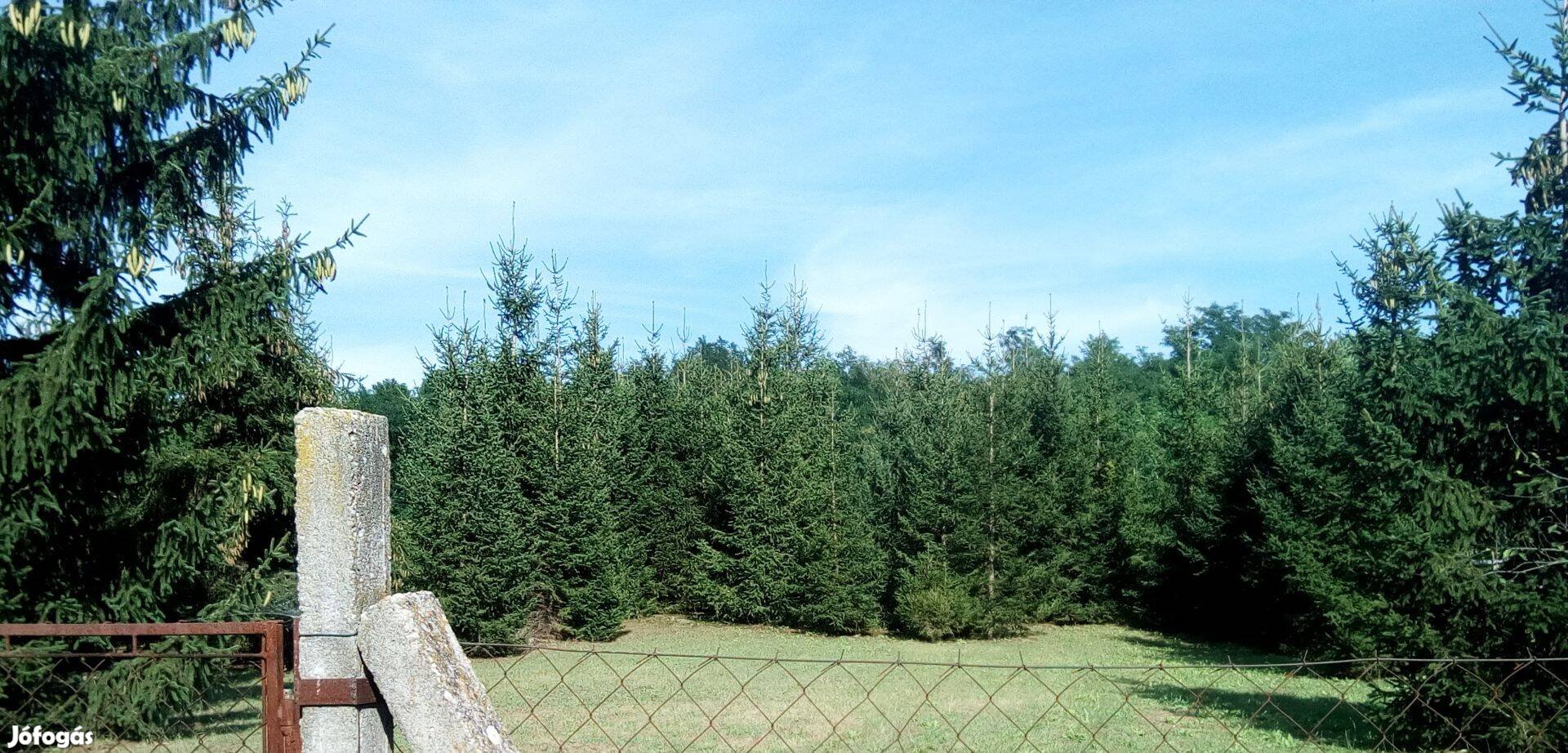 Sóstóhegy közelében 3170m2 építési telek eladó