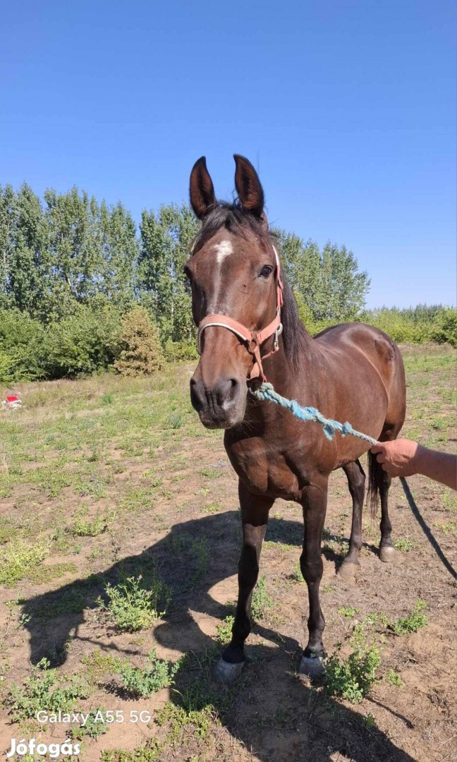 Sötét pej kanca ló csere érdekel kocsis lóra