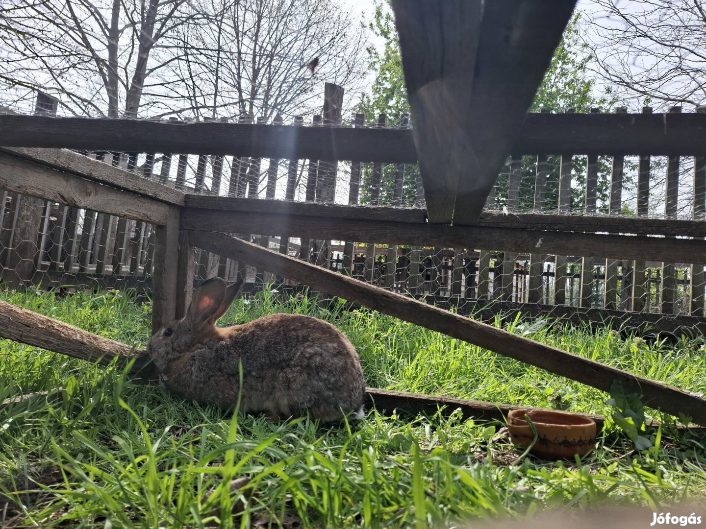 Sötétszürke bak nyúl eladó