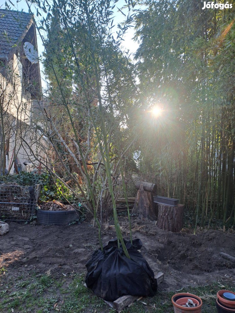 Sövénybambusz nagy földlabdával eladó