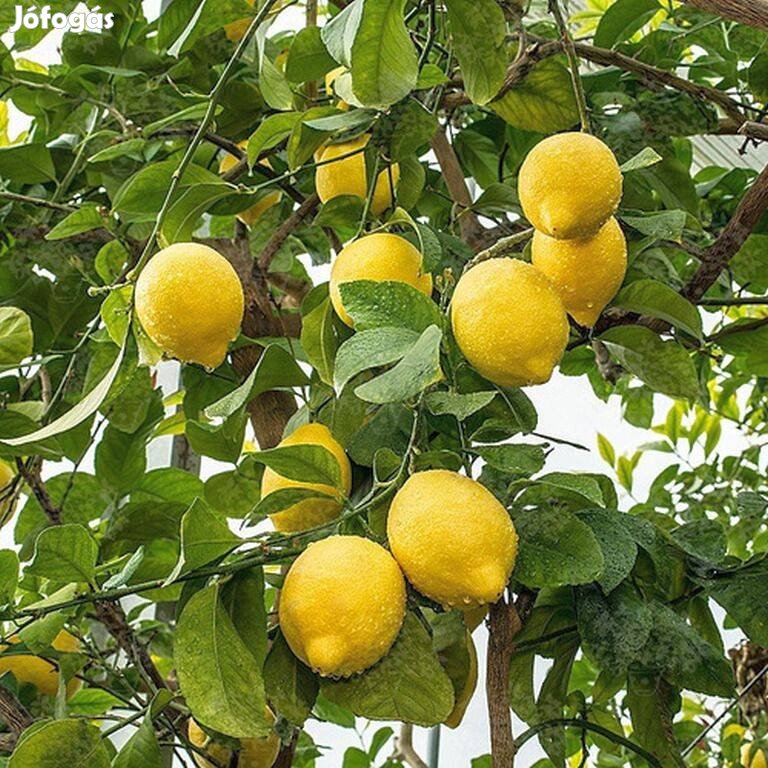 Spanyol bőtermő citromfa eladó