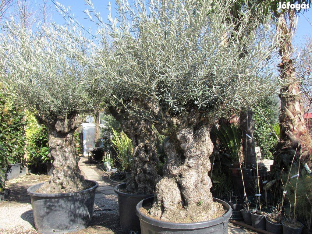 Spanyol import őstörzses matuzsálem olívák idei importból eladók