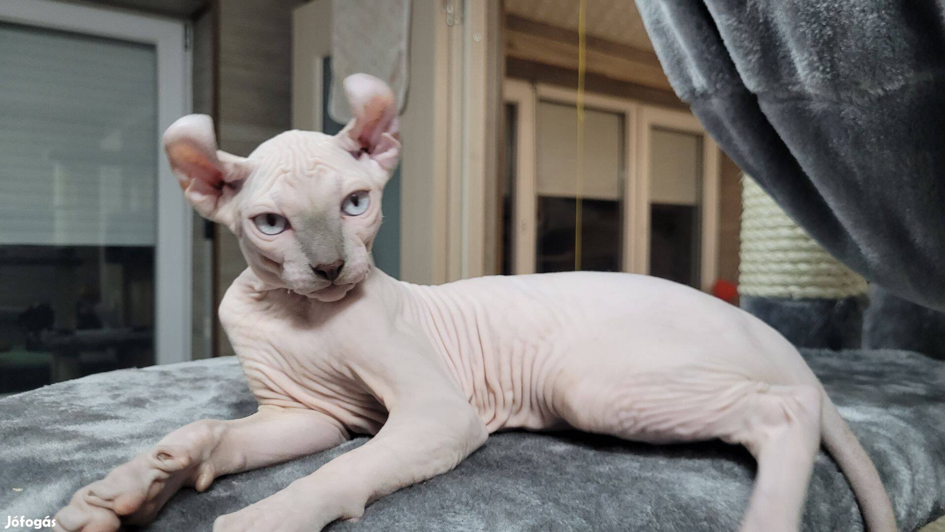 Sphynx és Elf kiscicák