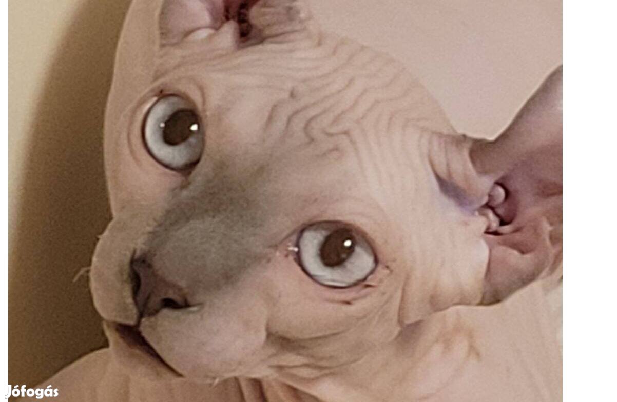 Sphynx és Elf kiscicák