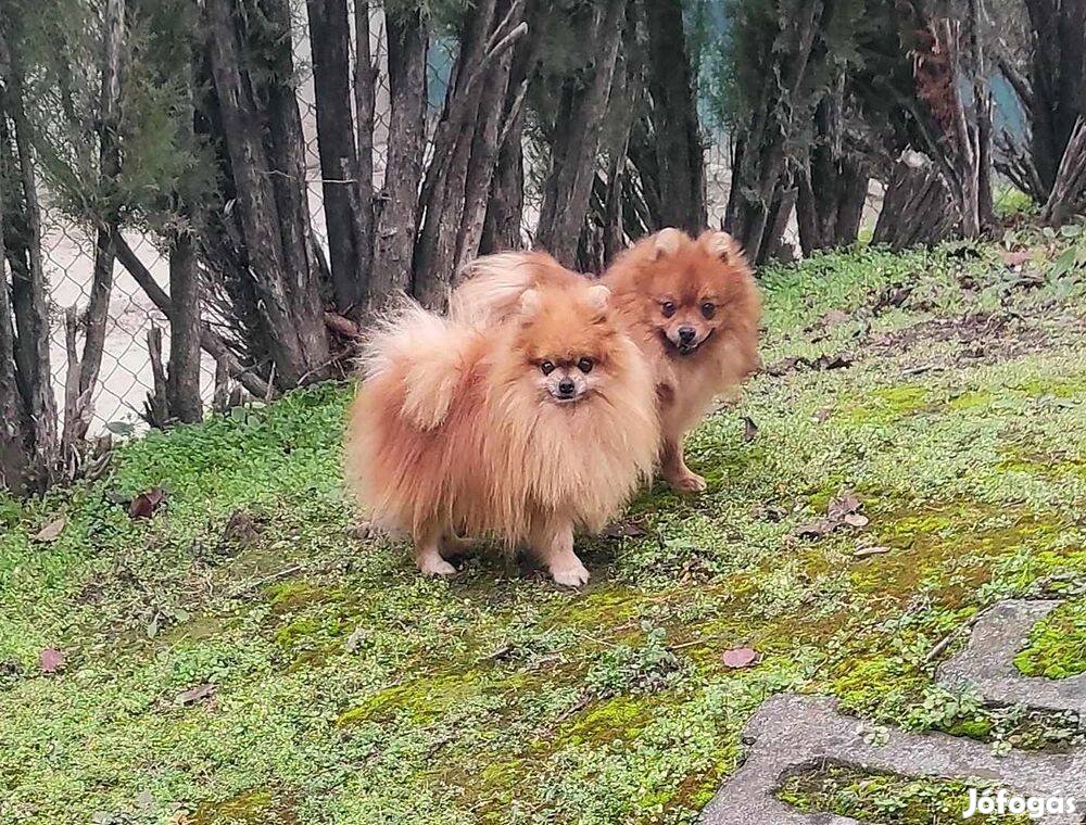 Spicc, pomerániai vonalú kis spitz jellegű 11 hónapos kan kutyus