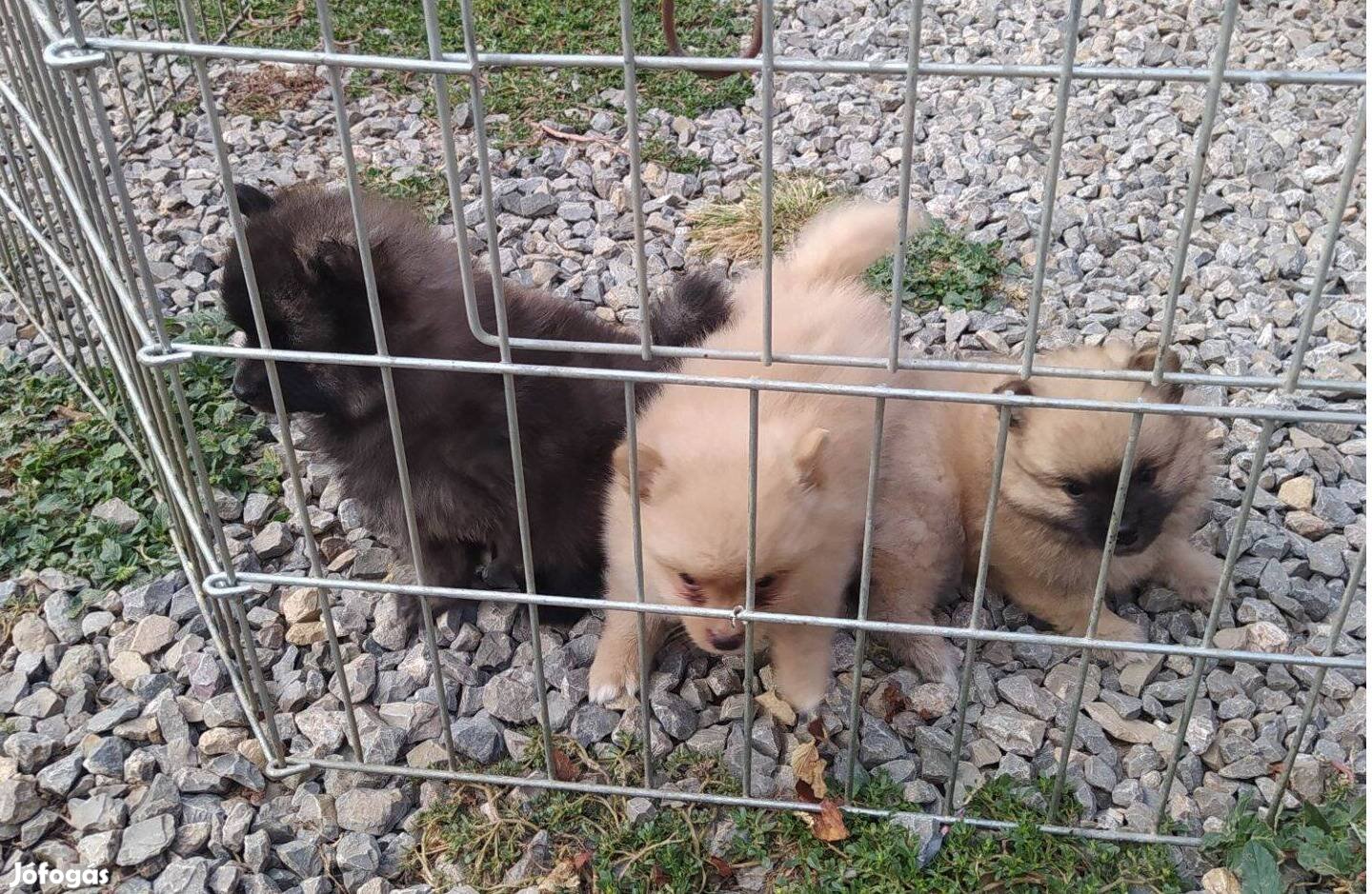 Spicc ,spitz fajtajellegű kiskutyák eladók !