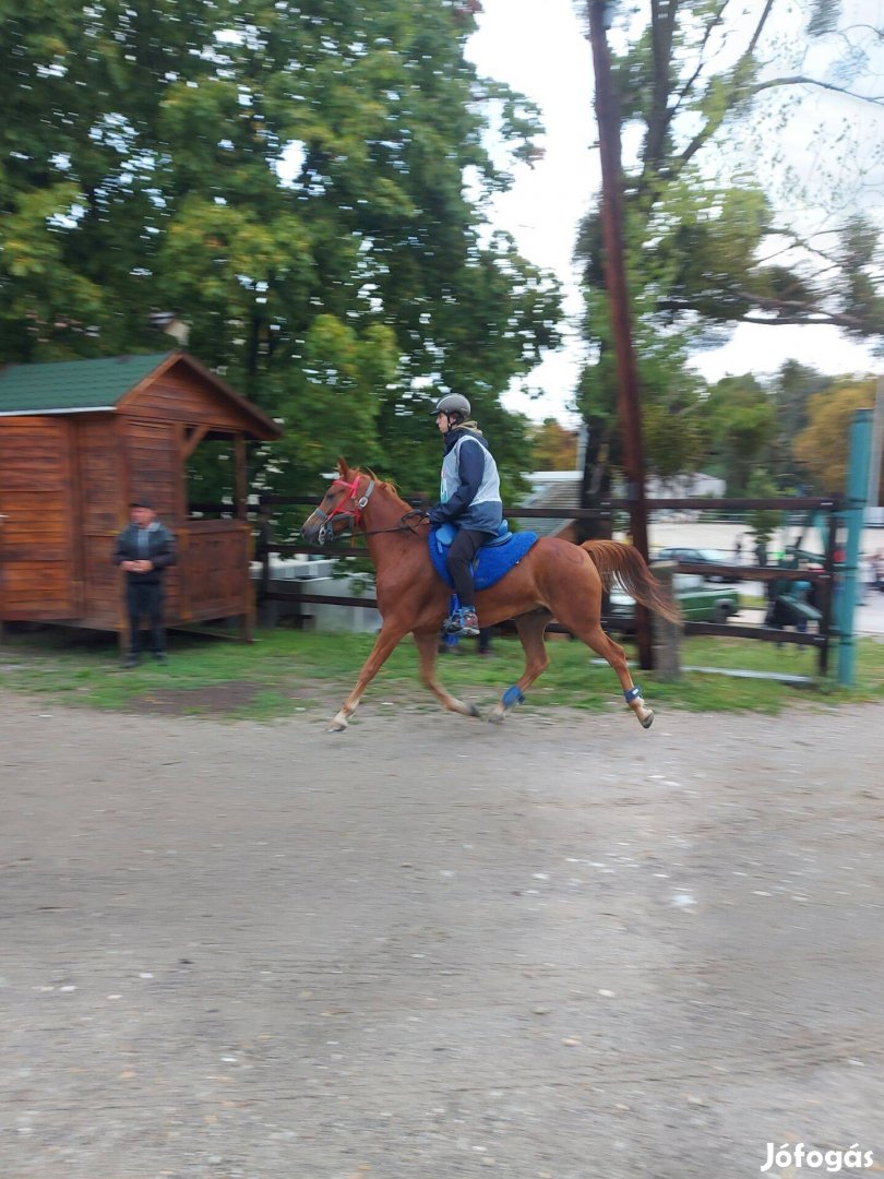 Sportpóni eladó