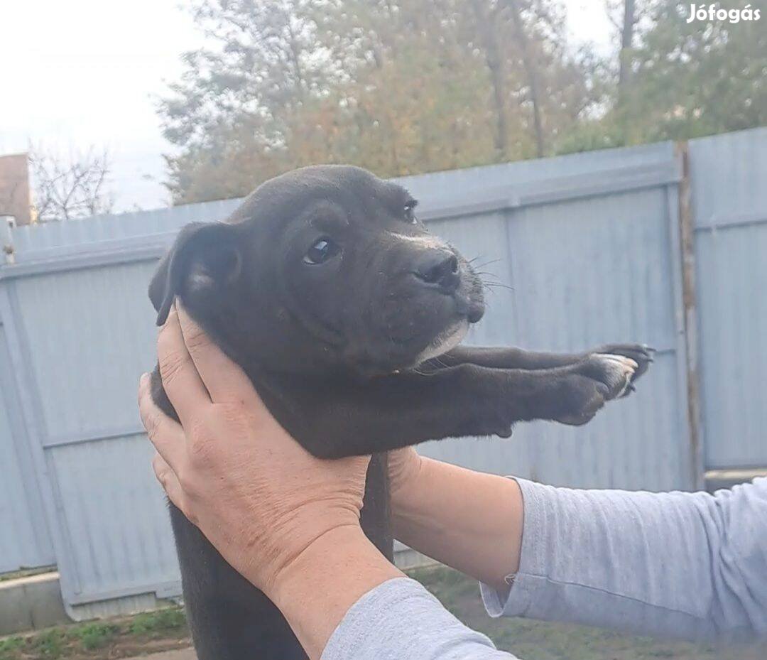 Staffordshire terrier fajta jellegű kiskutyák ingyen elvihetők