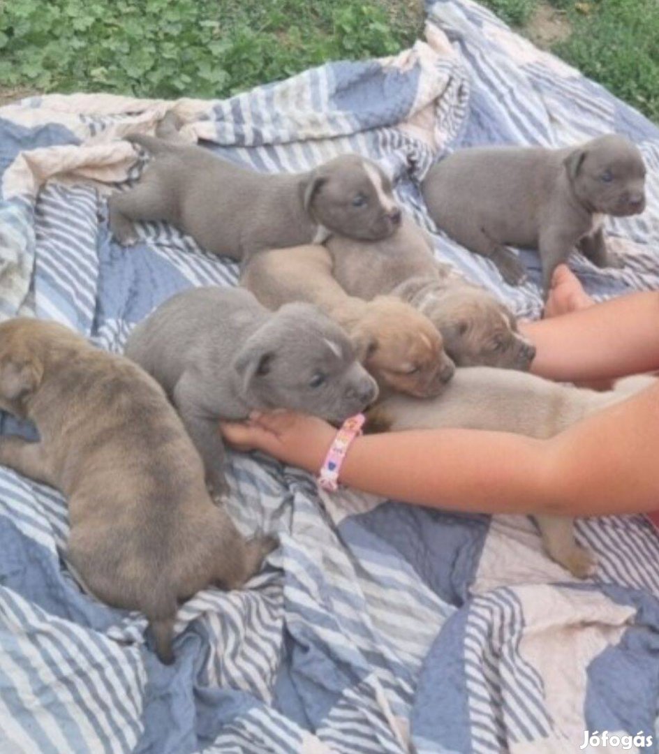 Staffordshire terrier fajta jellegű kiskutyák ingyen elvihetők