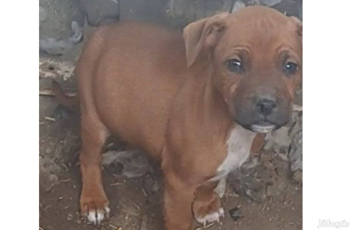 Staffordshire terrier fajta jellegű kiskutyák ingyen elvihetők