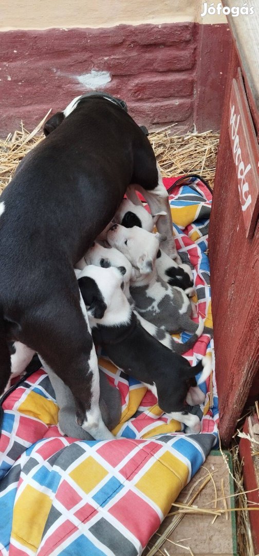 Staffordshire terrier jellegű kiskutyák ingyen elvihetőek