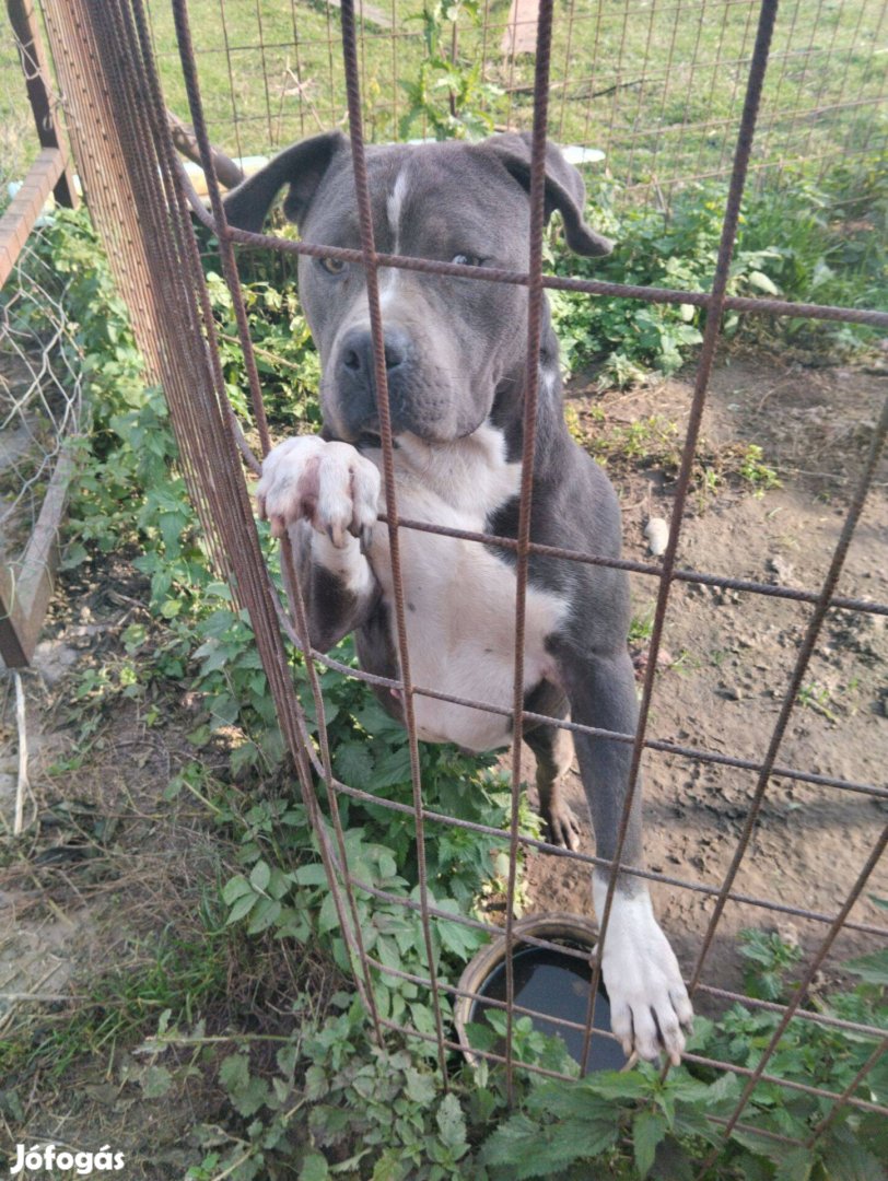 Staffordshire terrier jellegű kutya új gazdát keres