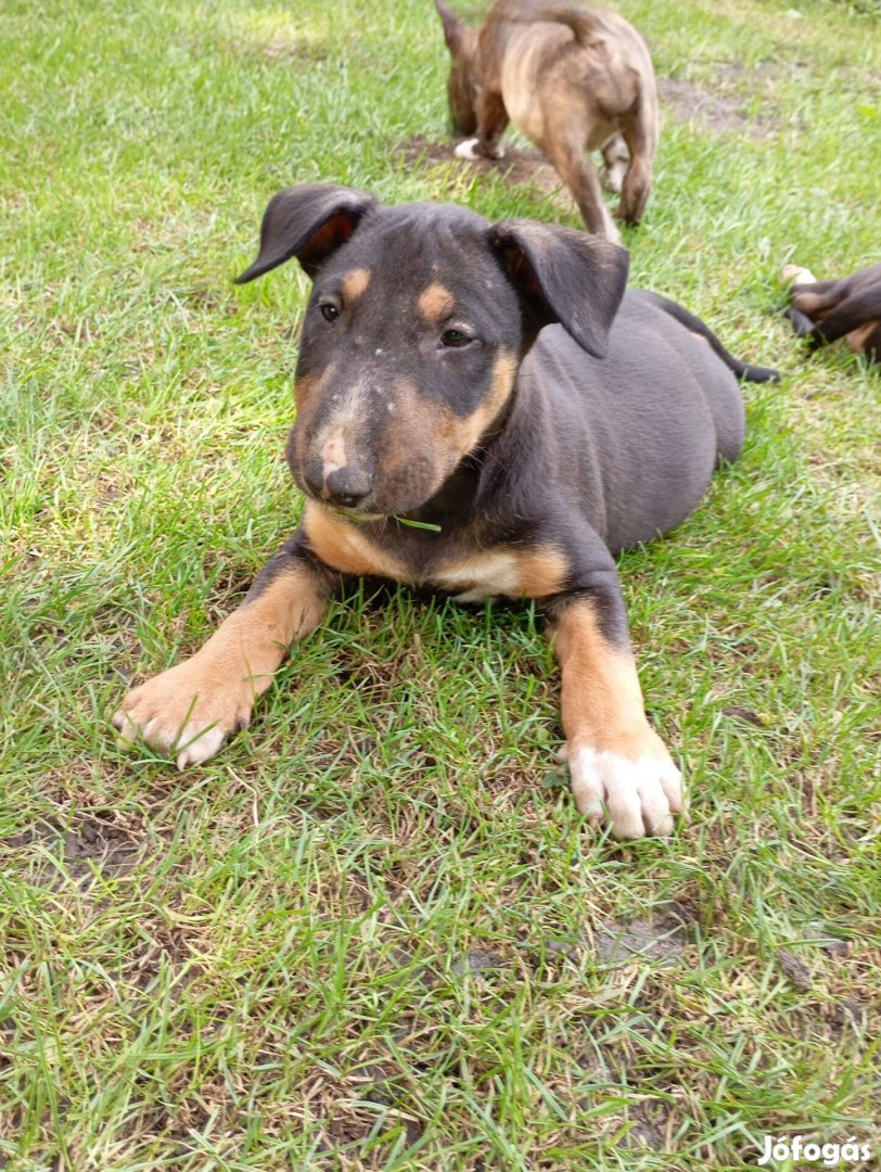 Standard Bullterrier kan kiskutya