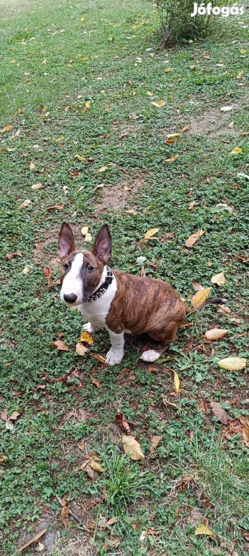 Standard Bullterrier kan kölyök