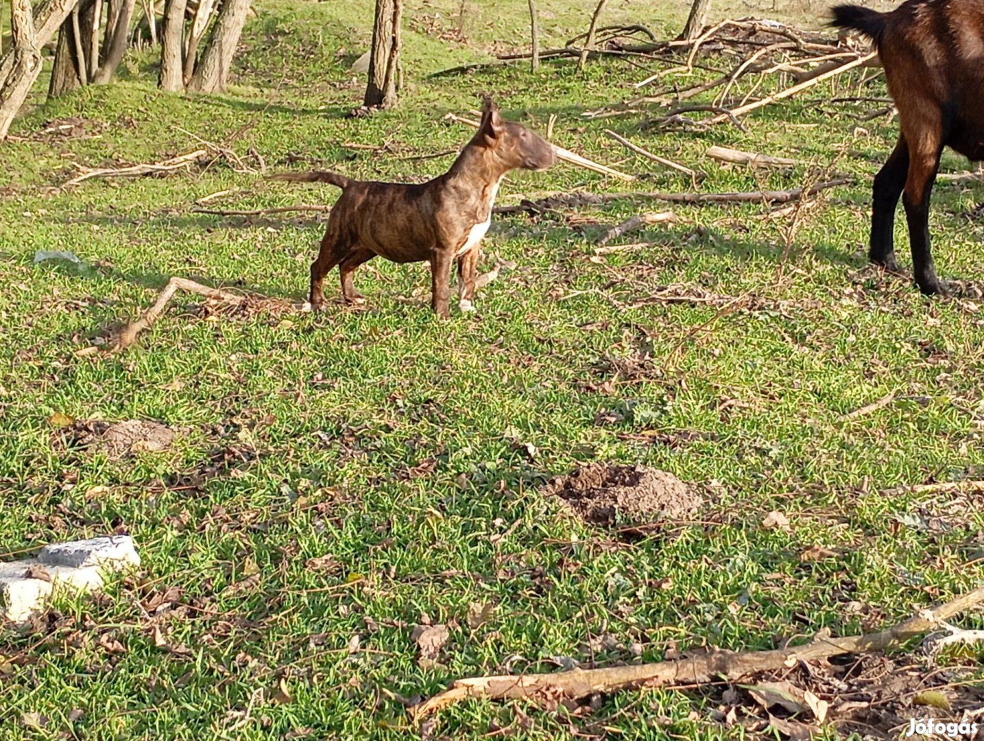 Standard Bullterrier szuka