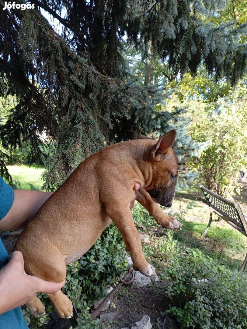 Standard Bullterrier szuka kiskutya