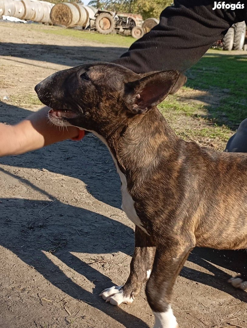 Standard Bullterrier szuka kiskutyák