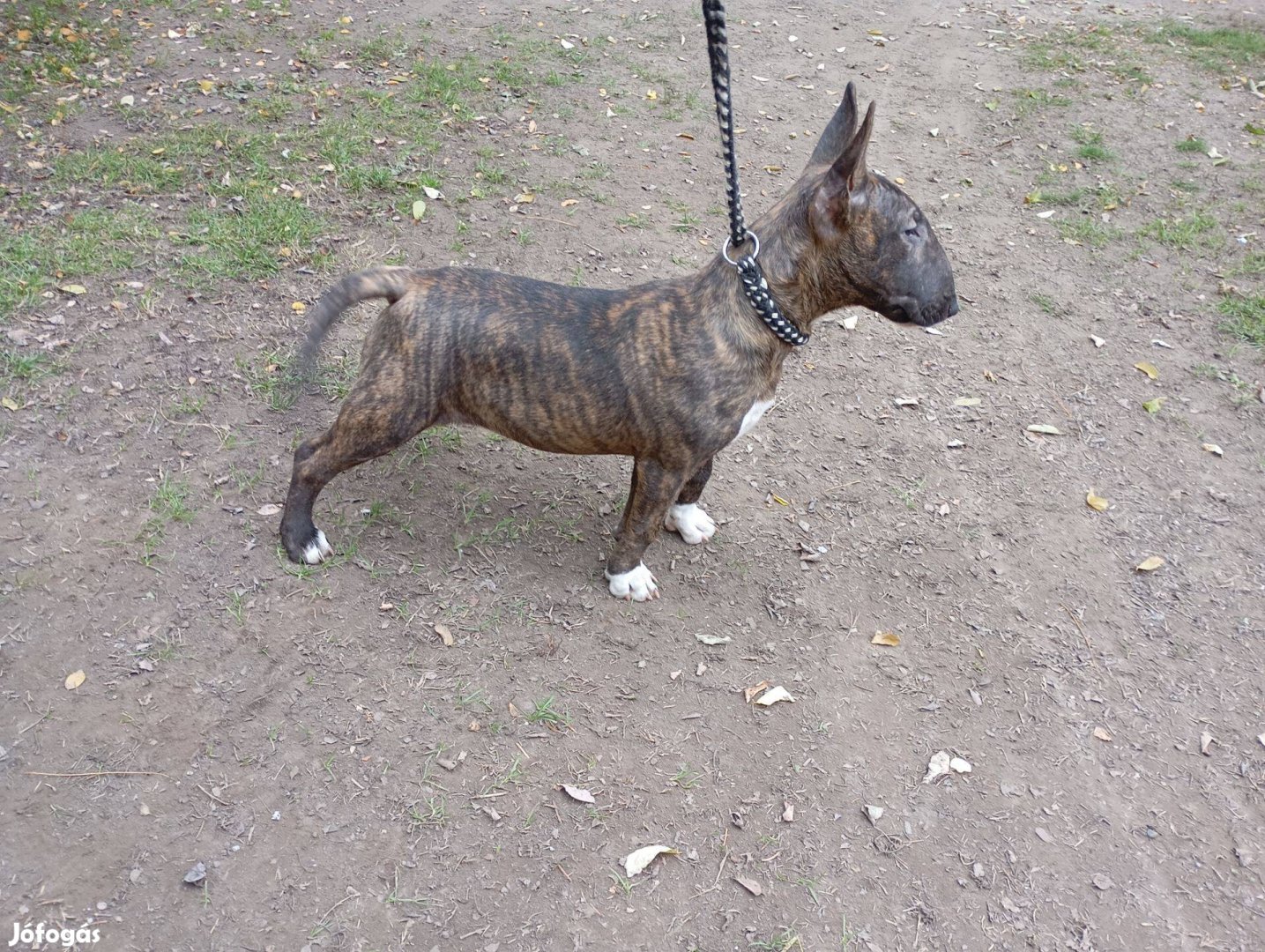 Standard Bullterrier szuka kölykök