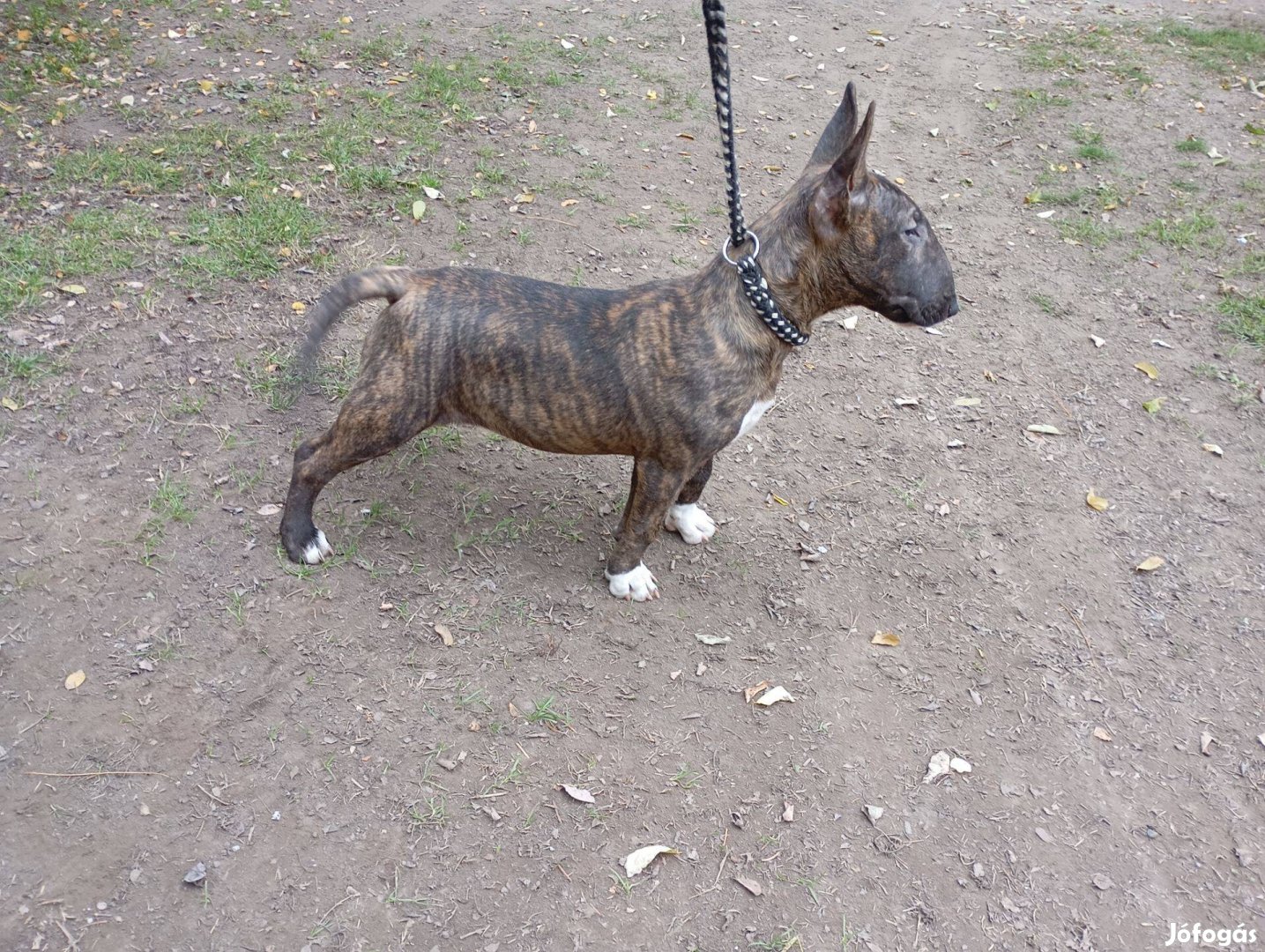 Standard Bullterrier szukák